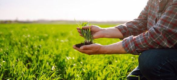 Field of lush green grass and a person in a tartan shirt holding soil and grass in their hands.