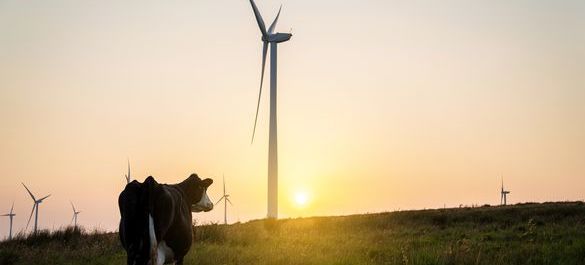 Sunset background filled with wind turbines and a lone cow in centre frame. 