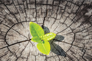 Small plant sprouting out of a wooden tree trunk.