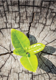 Small plant sprouting out of a wooden tree trunk.