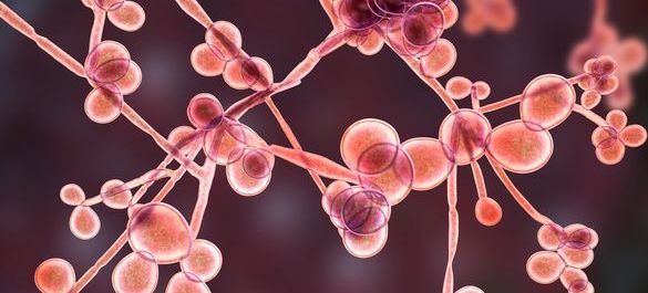 Close up of the fungus Candida. 