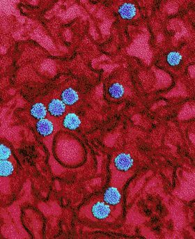 Microscopic image showing multiple blue particles on a dark red background resembling cellular structure.