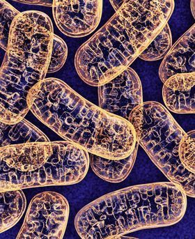 Microscopic image of many mitochondria, shown in orange against a dark blue background. 