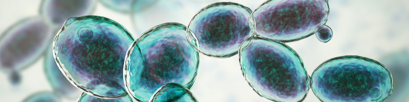 A close up of blue stained yeast cells. 