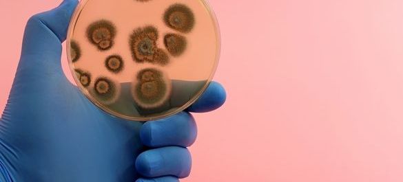 Culture on a petri-dish, held by a blue-gloved hand, set on a pink background. 