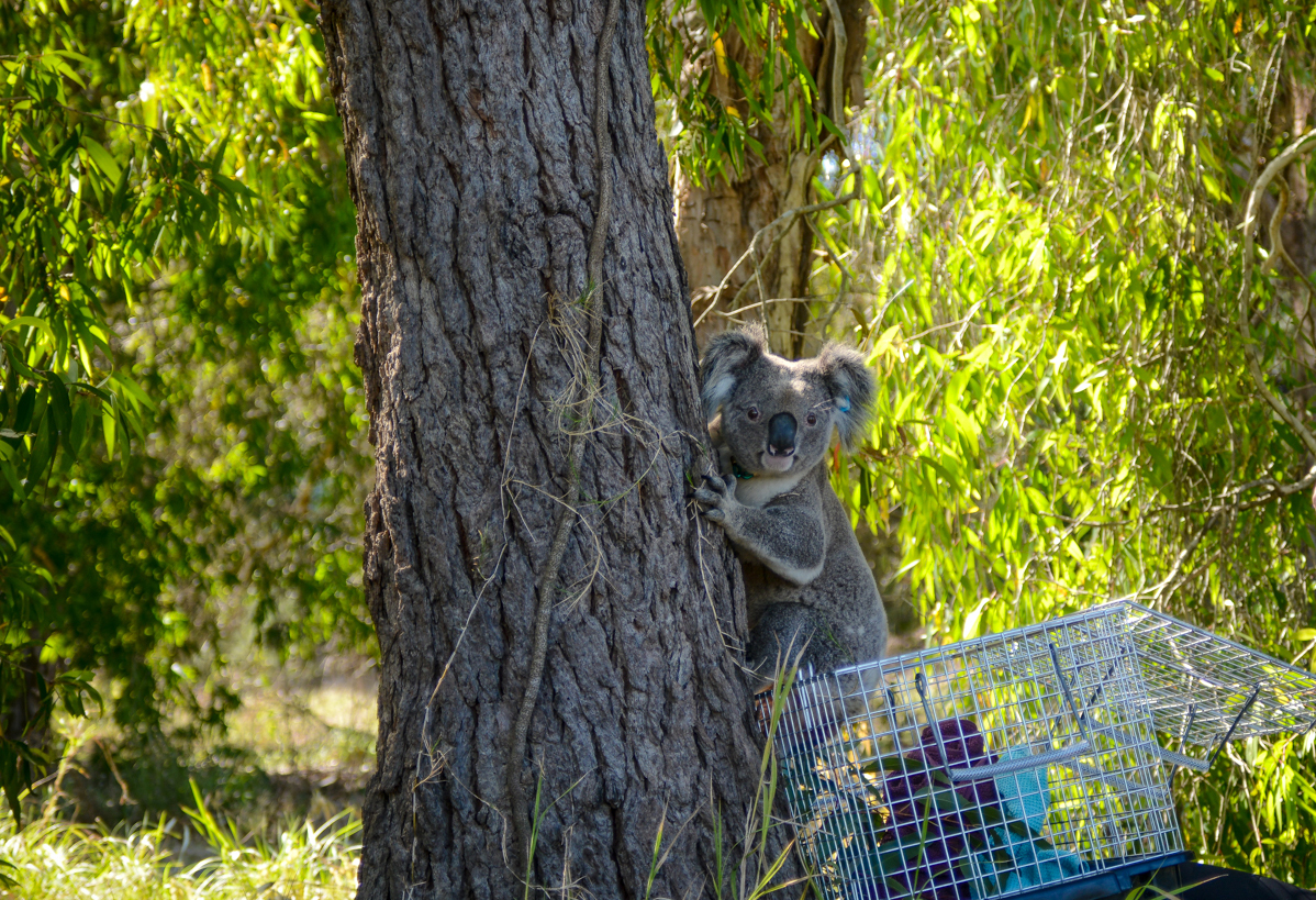 Koala-12 on release -credit CurrumbinWildlifeHospital-2.jpg 1