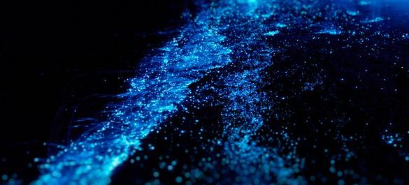 Bioluminescence in the water