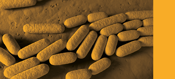 Branding used for International Journal of Systematic and Evolutionary Microbiology Editorial Board