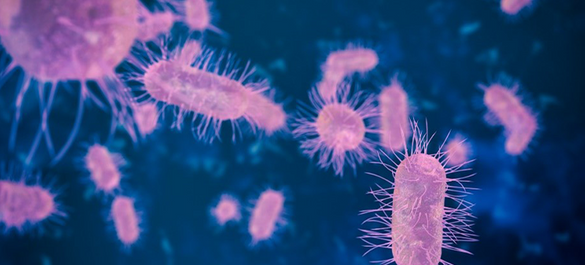 Pink Pseudococcus viburni on a navy background. 