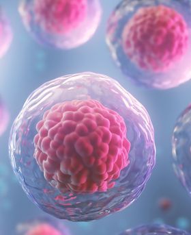 Multiple cells, each with a translucent outer membrane and a dense, textured red nucleus, floating in a fluid.