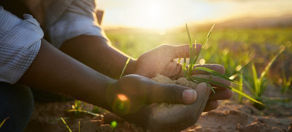 Field of grass and a person holding soil and grass in their hands. 