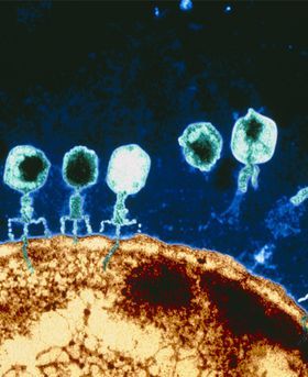 Microscopic image showing virus-like shapes attaching to the surface of a cell.