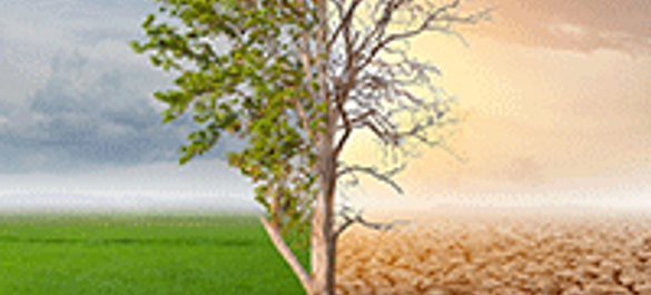 A tree divided in two: left-side lush with green leaves surrounded by grass and the right-hand side barren, in a drought landscape. 