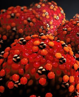 3D red illustration showing four large spherical cells with multiple spore-like structures on their surfaces, set against a black background.