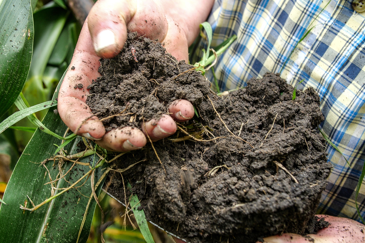 Soil microbiome pic.jpg 3