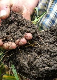 Soil microbiome pic.jpg 3