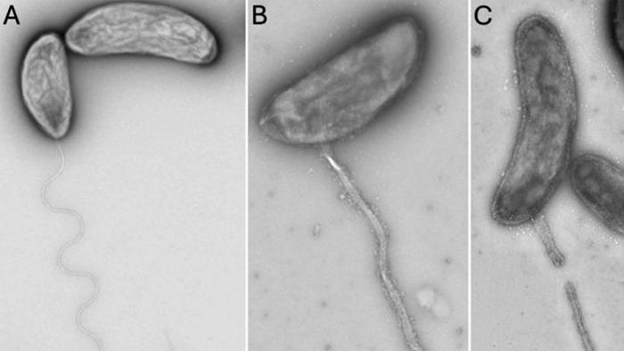 manoa-life-sciences-bacteria-discovery.jpg 2