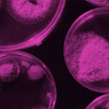 Piece of Access Microbiology cover, with abstract purple shapes in a dark background