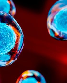 Multiple cells, each with a translucent outer membrane and blue nucleus, floating in a fluid.