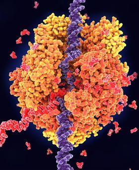 Colourful microscopic image of cells on a black background.