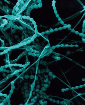 Scanning electron microscope image of fungi 