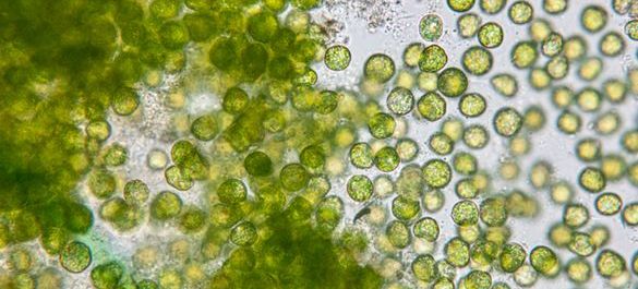 Microbiology media guide image (2).jpg