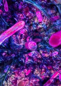 Spherical bacteria and rod-shaped bacteria inside biofilm, illustration. A biofilm is a colony of bacteria that forms a coating on a surface.