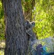 Koala thumbnail.jpg