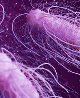 3D illustration of bacterium floating in a purple environment.