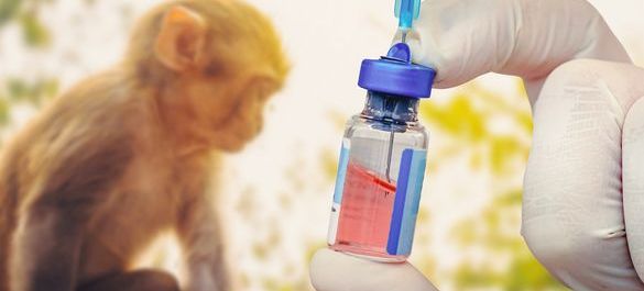 Monkey in the background and a vaccine shot in the foreground. 