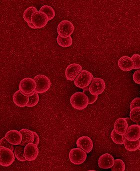 Branding used for The Journal of Medical Microbiology